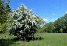 Hawthorn Tree
