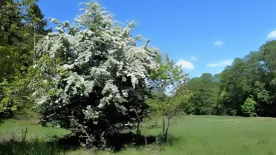 Hawthorn Tree