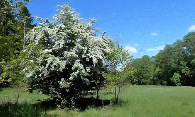 Hawthorn Tree
